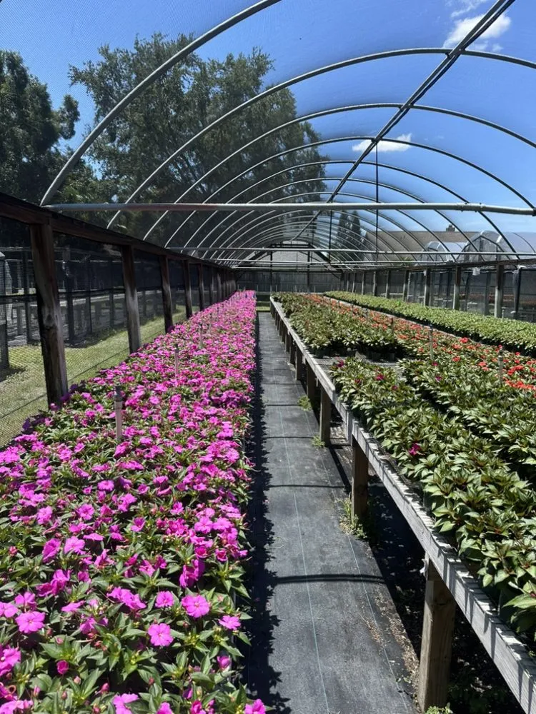 Top-rated outdoor landscaping for beautiful yards in Tampa Bay, FL by Central Land Care