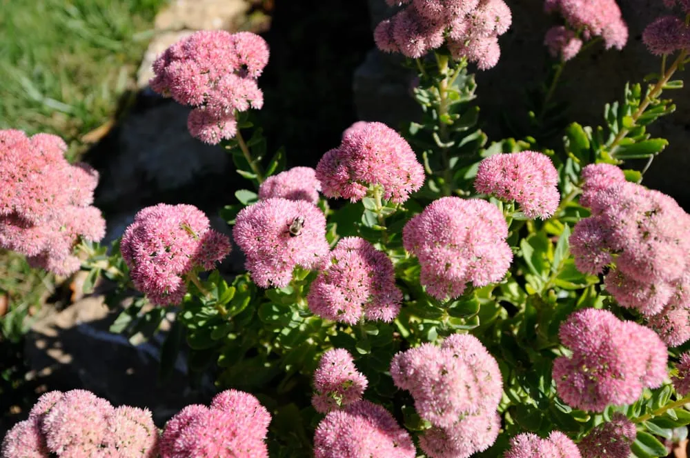 Trusted garden landscaping for year-round maintenance in Walton, KY by Central Lawn Care