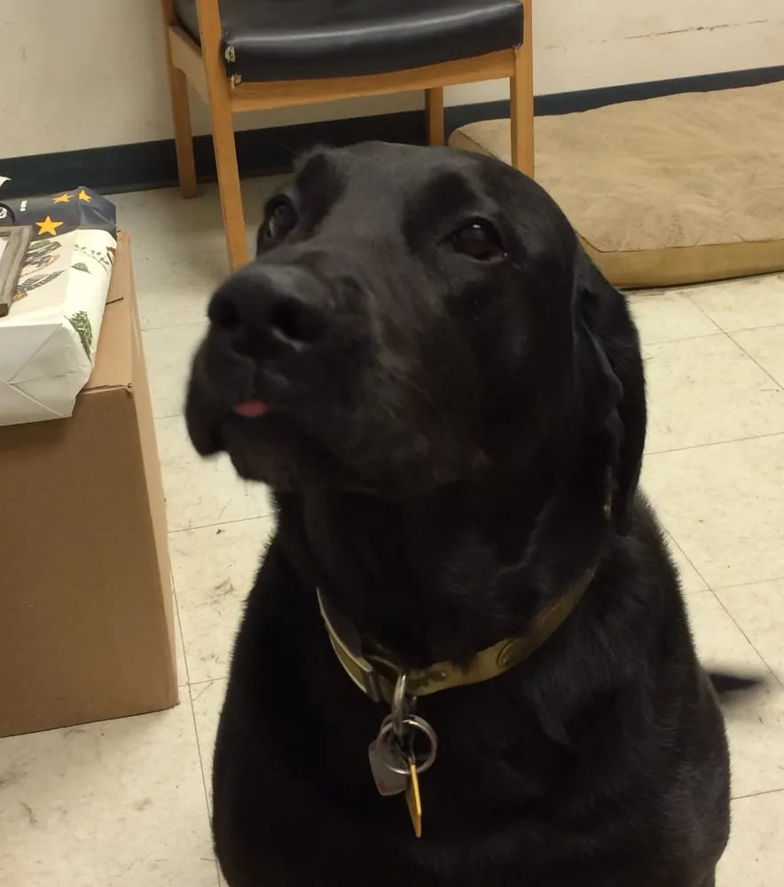 Professional yard maintenance in Walton, KY by Central Lawn Care