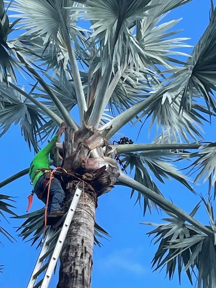 Reliable lawn mowing service experts serving Weston, FL - Central Lawn Maintenance