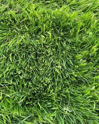 Central Maine Hydroseeding