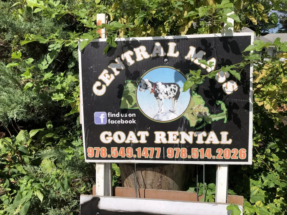 Top-rated garden landscaping for homes across Lunenburg, MA - Central Mass Goat Rental