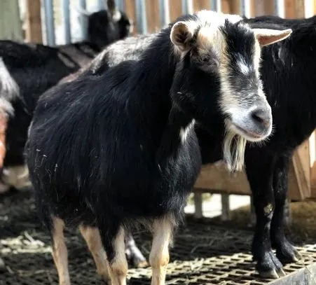 Expert landscaping services near you in Lunenburg, MA by Central Mass Goat Rental