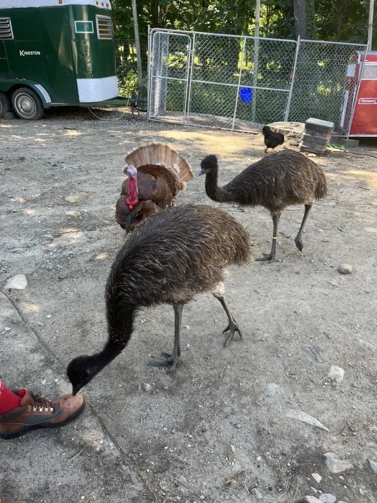 Expert landscaping services experts serving Lunenburg, MA - Central Mass Goat Rental