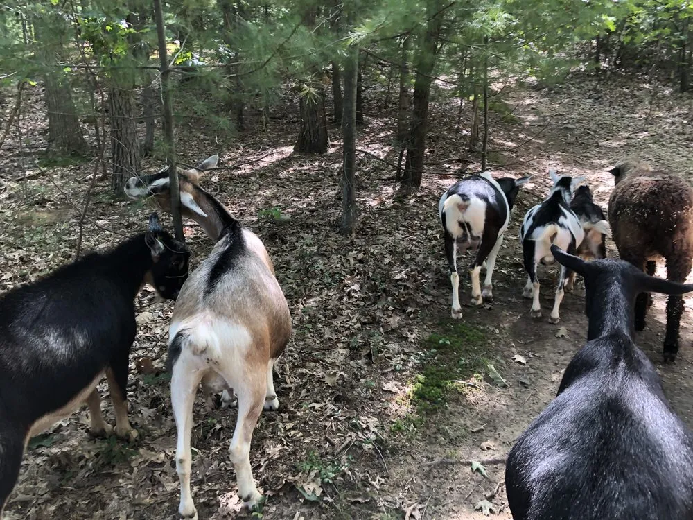 Reliable landscaping services for outdoor upgrades across Lunenburg, MA - Central Mass Goat Rental