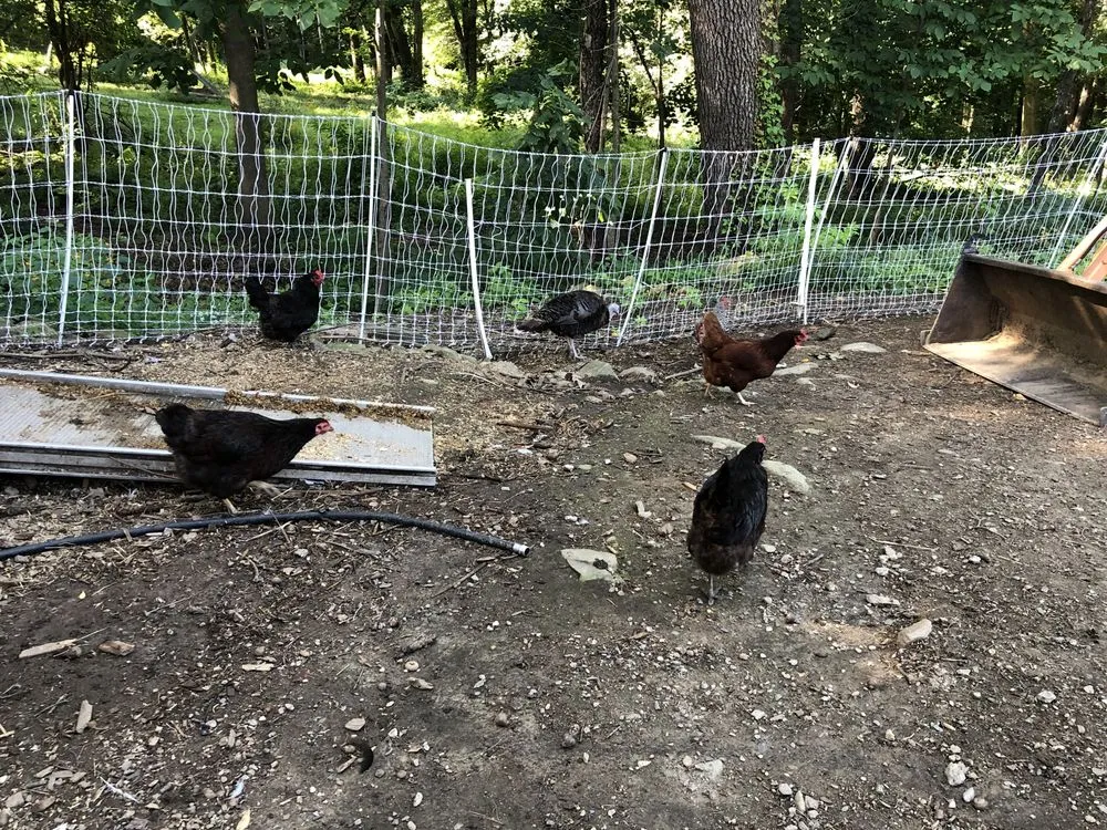 Reliable landscaping services for beautiful yards in Lunenburg, MA by Central Mass Goat Rental