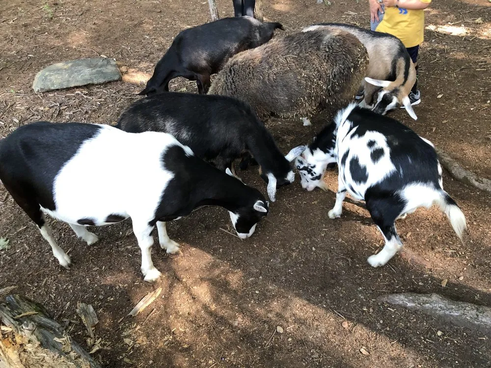 Professional landscape design for beautiful yards in Lunenburg, MA by Central Mass Goat Rental