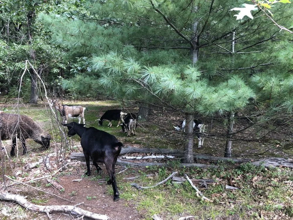 Trusted lawn care service with custom design across Lunenburg, MA - Central Mass Goat Rental