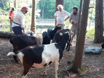 Top-rated lawn mowing service in Lunenburg, MA by Central Mass Goat Rental