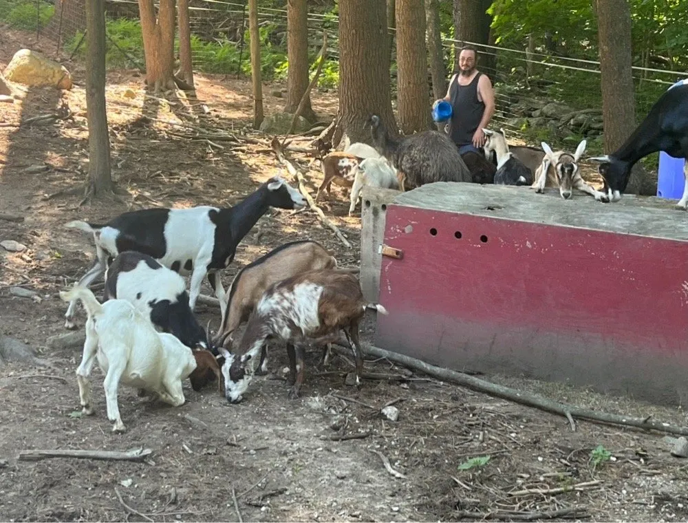Trusted yard maintenance experts serving Lunenburg, MA - Central Mass Goat Rental