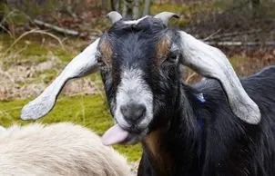 Professional lawn care service in Lunenburg, MA - Central Mass Goat Rental