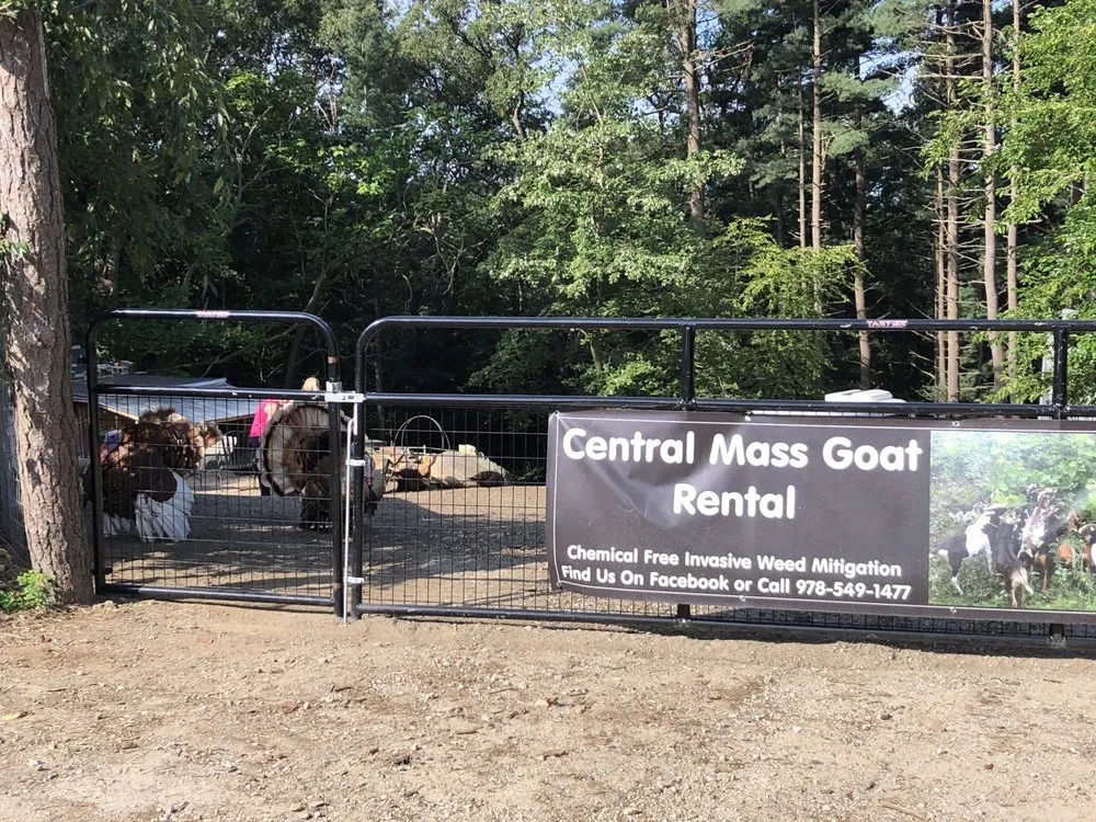 Reliable outdoor landscaping in Lunenburg, MA by Central Mass Goat Rental