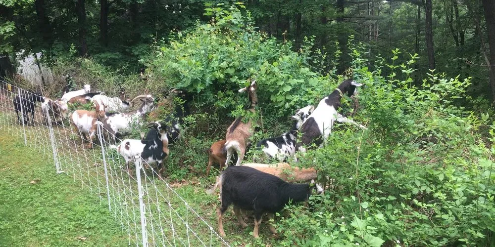 Local garden landscaping for outdoor upgrades across Lunenburg, MA - Central Mass Goat Rental
