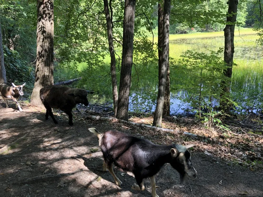 Top-rated yard maintenance experts serving Lunenburg, MA - Central Mass Goat Rental