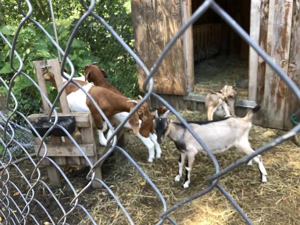Expert landscape installation in Lunenburg, MA - Central Mass Goat Rental