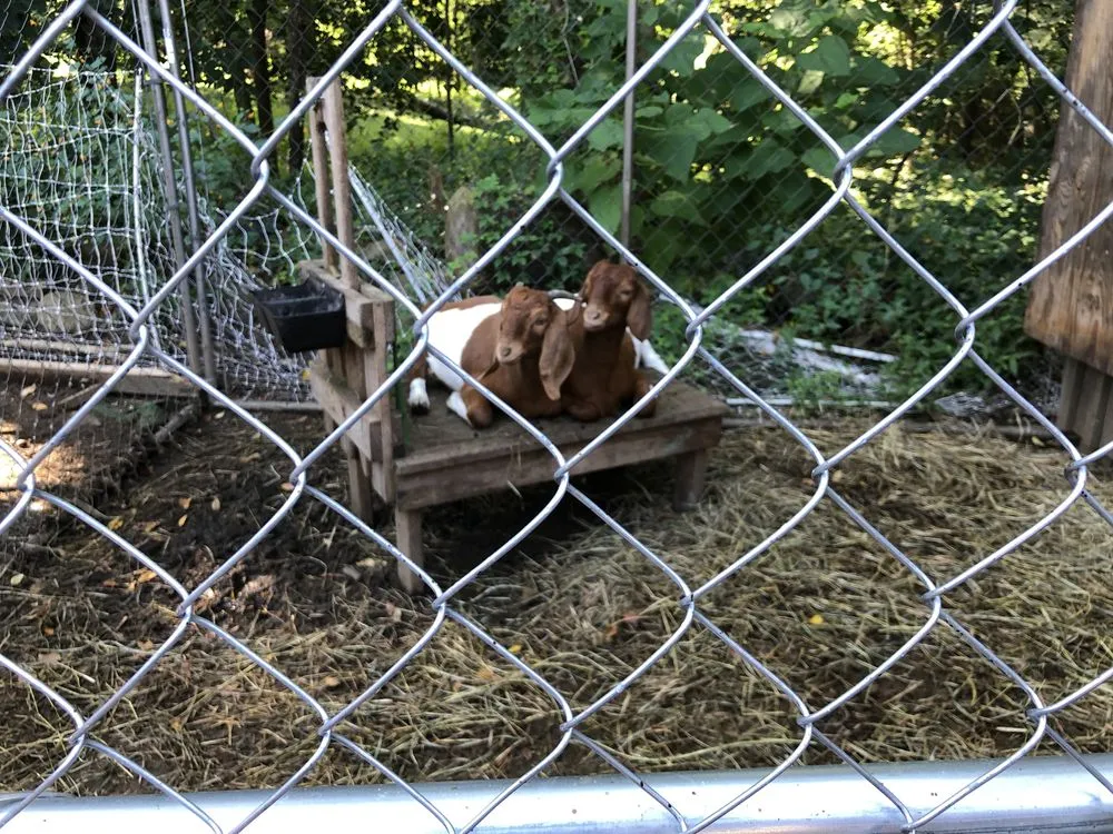 Professional residential landscaping in Lunenburg, MA - Central Mass Goat Rental
