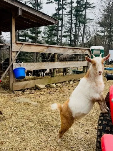 Affordable lawn care service for homes across Lunenburg, MA - Central Mass Goat Rental