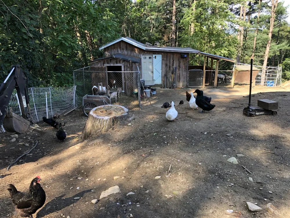 Professional residential landscaping for year-round maintenance across Lunenburg, MA - Central Mass Goat Rental