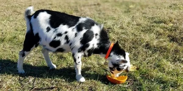 Affordable lawn care service for beautiful yards across Lunenburg, MA - Central Mass Goat Rental