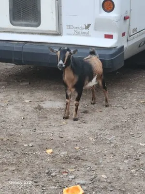 Central Mass Goat Rental