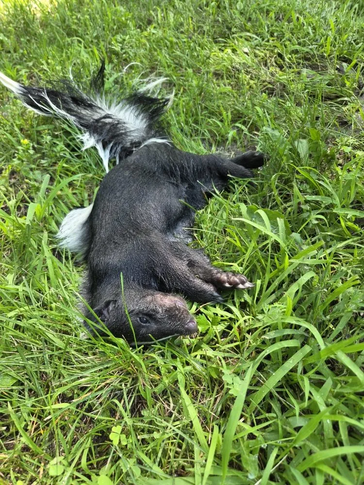 Expert landscape installation for outdoor upgrades in Baxter, MN by Central Minnesota Services