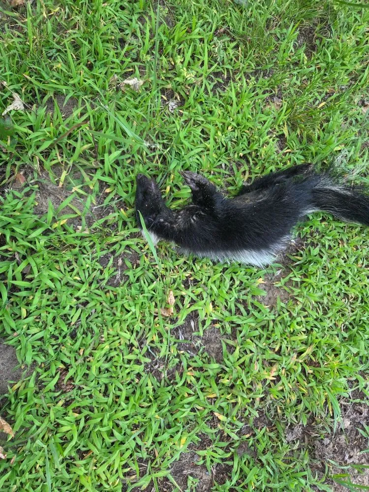 Affordable lawn care service for year-round maintenance across Baxter, MN - Central Minnesota Services