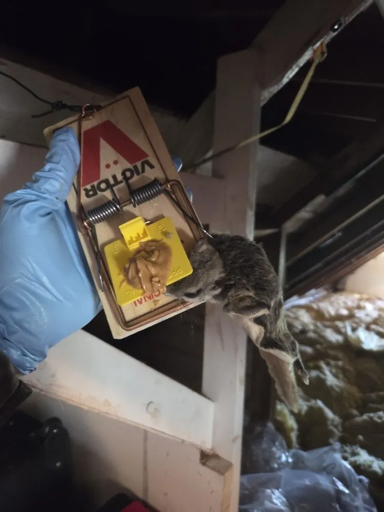 Trusted landscape design near you in Baxter, MN by Central Minnesota Services