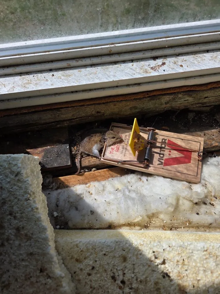 Custom lawn mowing service for beautiful yards across Baxter, MN - Central Minnesota Services