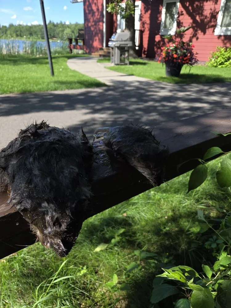 Top-rated yard cleanup service in Baxter, MN by Central Minnesota Services