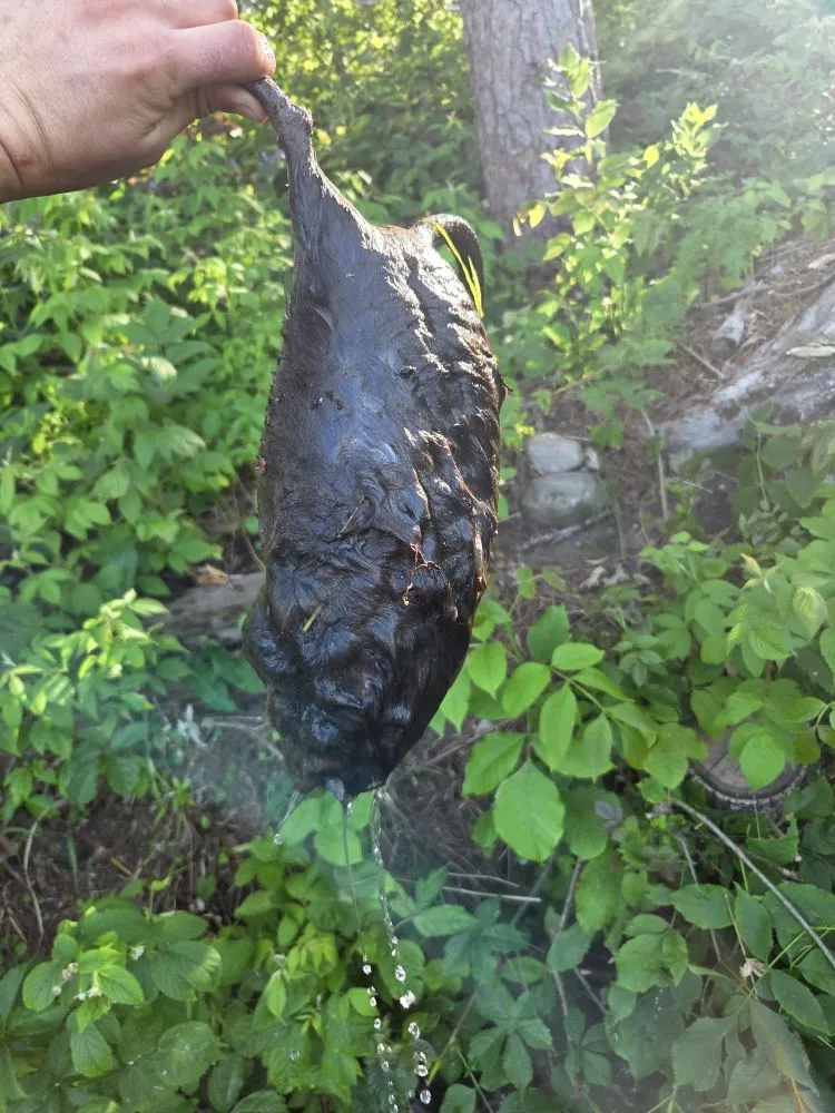 Professional yard cleanup service near you across Baxter, MN - Central Minnesota Services