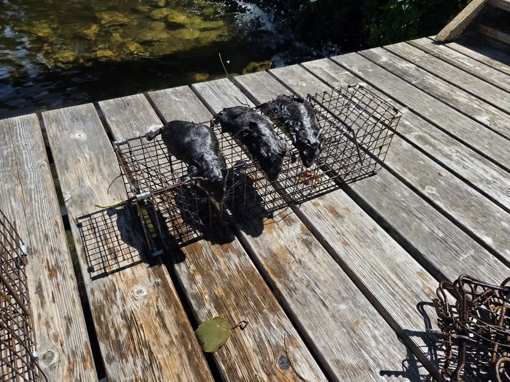 Expert landscape installation in Baxter, MN by Central Minnesota Services