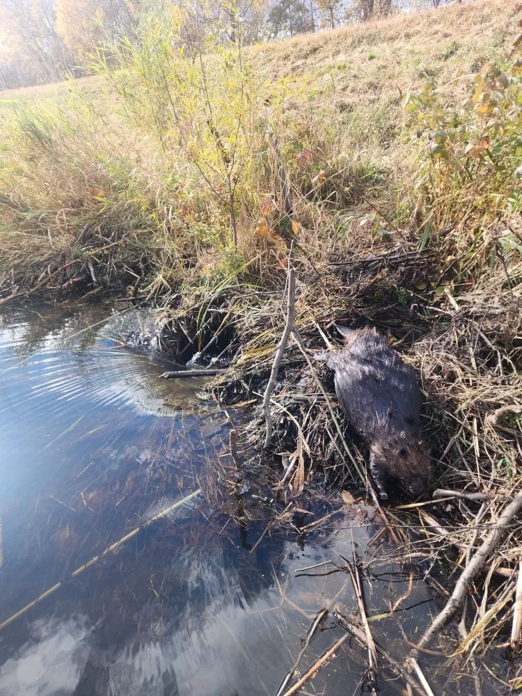 Affordable yard maintenance in Baxter, MN by Central Minnesota Services