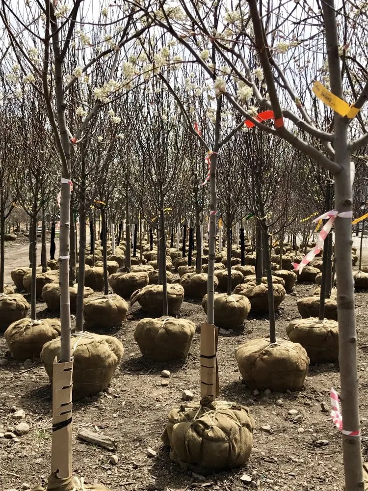 Reliable residential landscaping for year-round maintenance across Johnston, RI - Central Nurseries