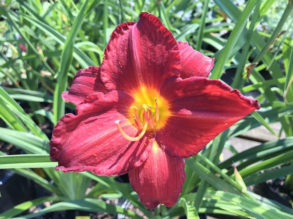 Reliable landscape installation near you across Johnston, RI - Central Nurseries