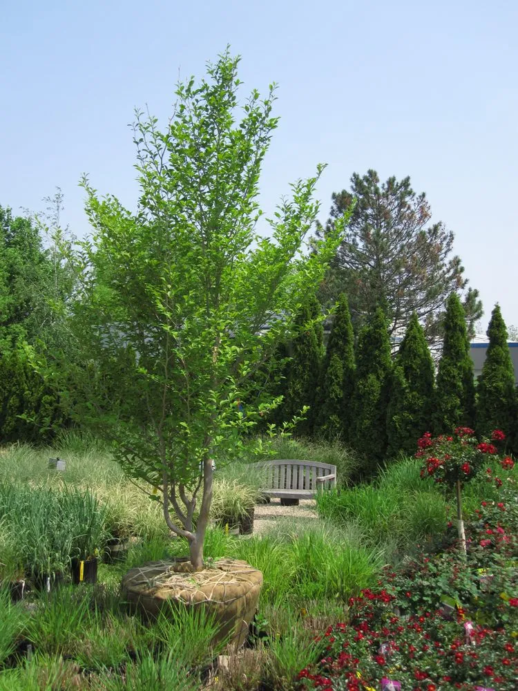 Affordable lawn mowing service for homes in Johnston, RI by Central Nurseries