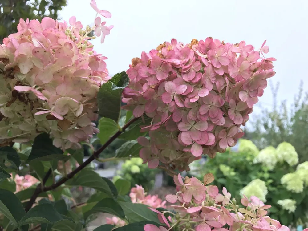 Trusted landscape installation in Johnston, RI by Central Nurseries