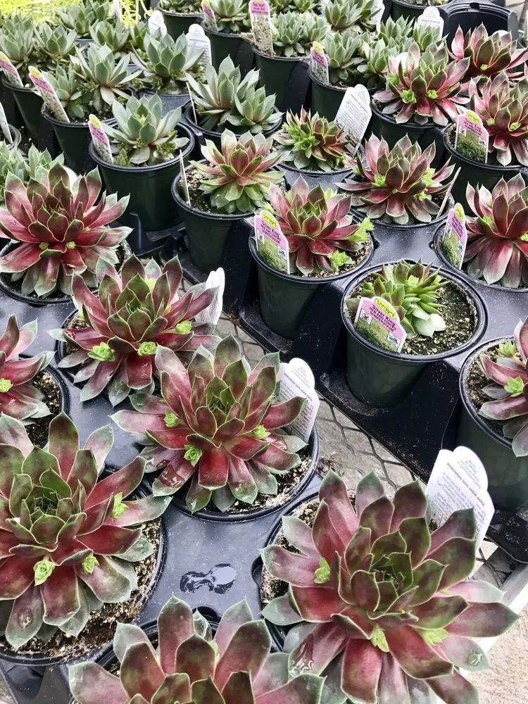 Top-rated garden landscaping experts serving Johnston, RI - Central Nurseries