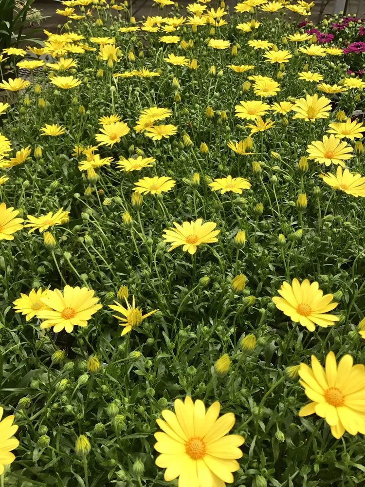Local landscape installation in Johnston, RI by Central Nurseries