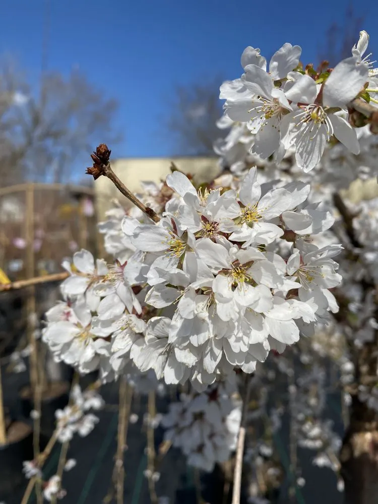 Reliable landscape design near you in Johnston, RI by Central Nurseries