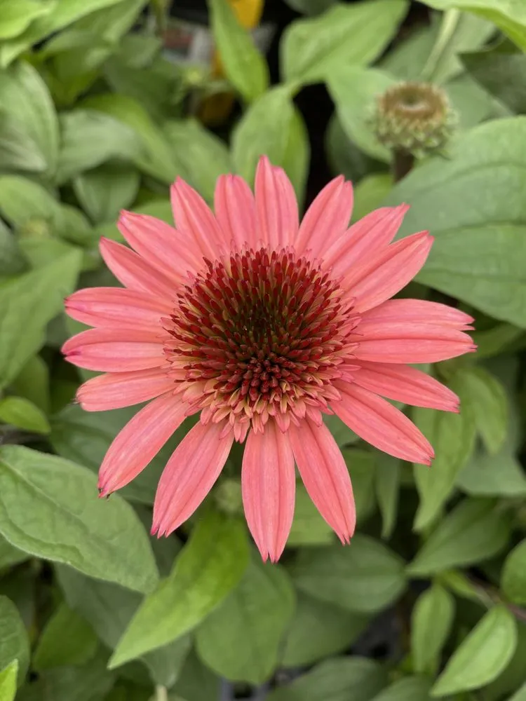 Professional garden landscaping experts serving Johnston, RI - Central Nurseries