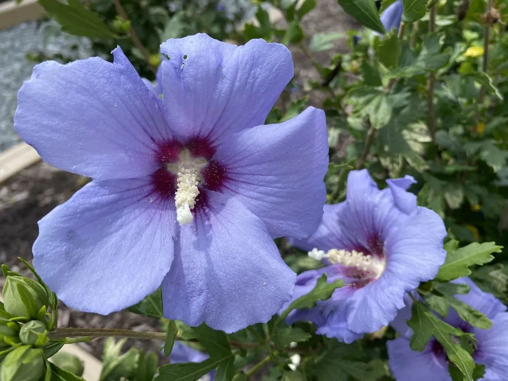 Reliable landscape installation near you in Johnston, RI by Central Nurseries