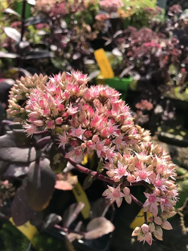 Professional yard maintenance with custom design across Johnston, RI - Central Nurseries