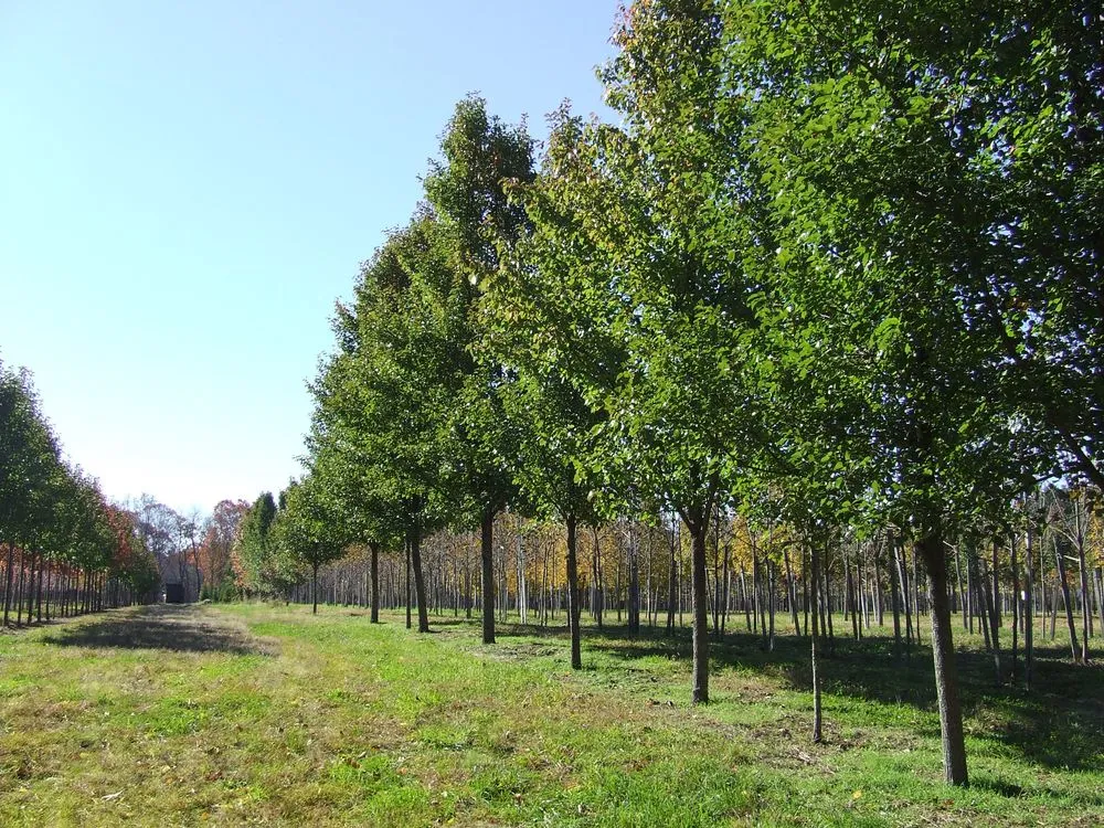 Professional yard maintenance experts serving Chepachet, RI - Central Nurseries Tree Farm & Wholesale Distrubution Center