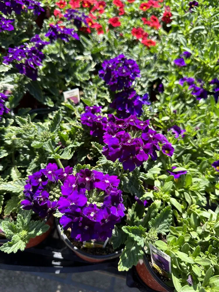 Expert residential landscaping in Bakersfield, CA by Central Valley Landscaping