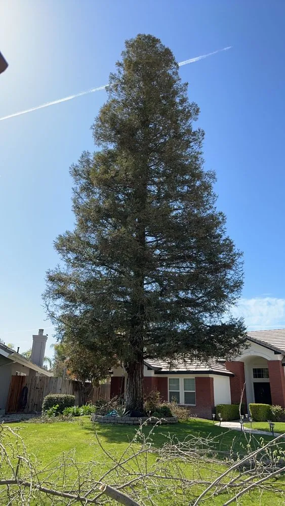 Expert lawn care service for homes in Bakersfield, CA by Central Valley Landscaping