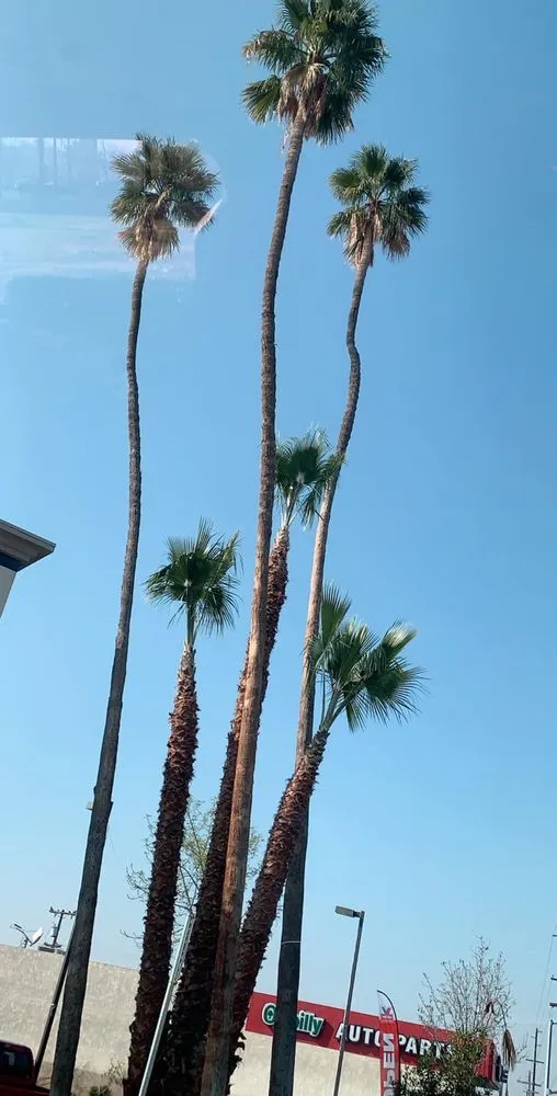 Local yard maintenance in Bakersfield, CA by Central Valley Landscaping