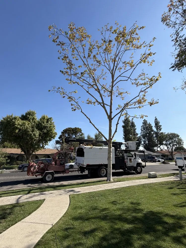 Local landscaping services in Hanford, CA by Central Valley Tree Service