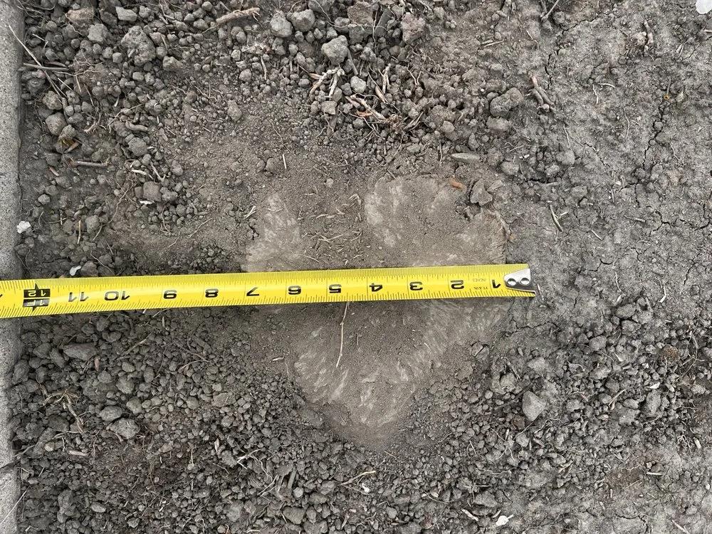 Top-rated landscape design experts serving Hanford, CA - Central Valley Tree Service