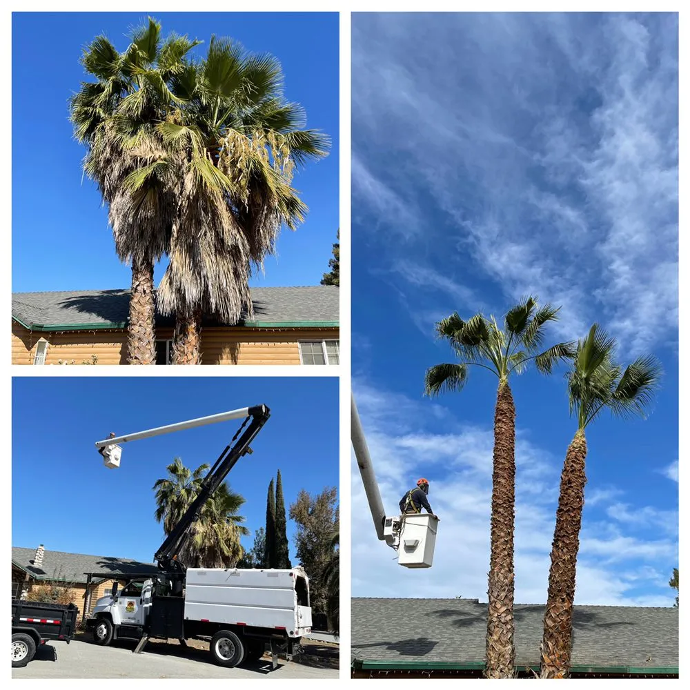Local landscape installation experts serving Hanford, CA - Central Valley Tree Service