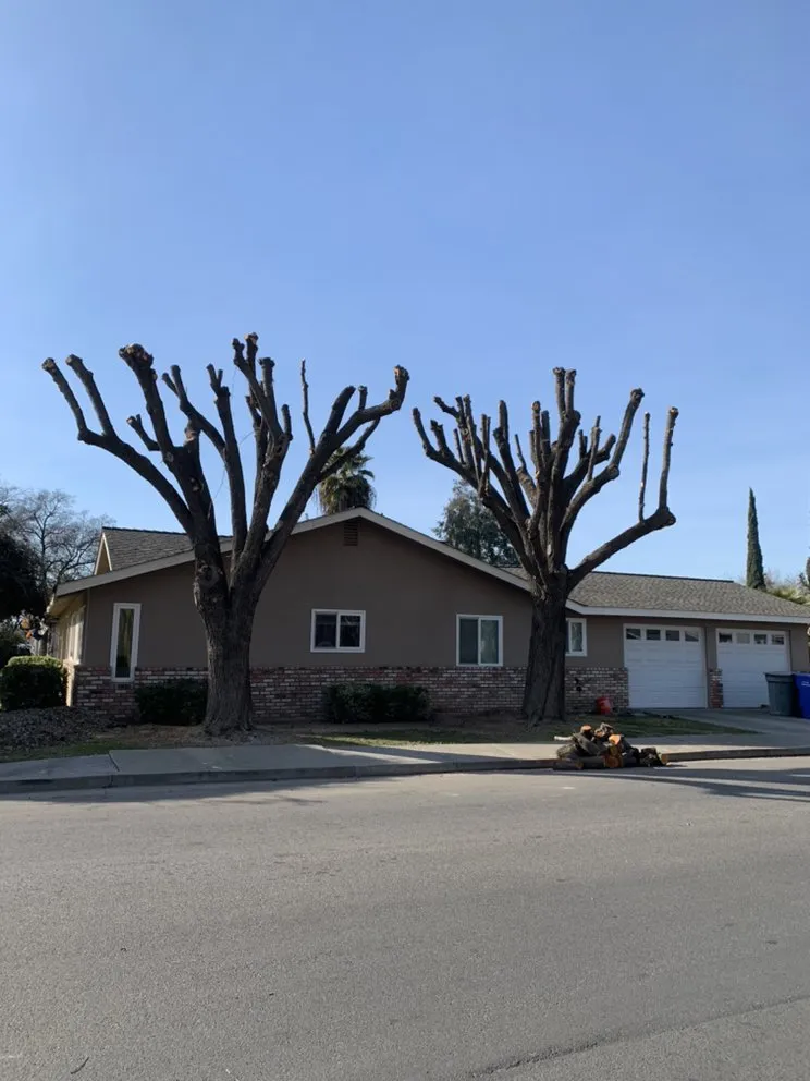 Expert landscape installation in Hanford, CA - Central Valley Tree Service